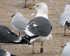 juvenile LBBG, ringed in the Netherlands. 