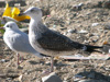 juvenile LBBG, ringed in the Netherlands.