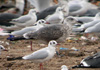 juvenile LBBG, ringed in the Netherlands.