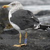 ad LBBG in October, ringed in the Netherlands. (60900 bytes)