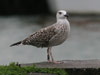 7095jp36.jpg (66909 bytes)