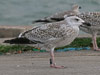 7095jp36.jpg (66909 bytes)