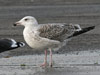 7095jp36.jpg (66909 bytes)