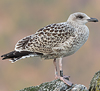 7095jp36.jpg (66909 bytes)