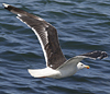 7662.jpg (51643 bytes)