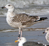 1598.jpg (74227 bytes)
