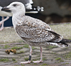 8471j52c.jpg (85052 bytes)