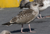 7662.jpg (51643 bytes)
