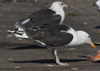 7647.jpg (66420 bytes)