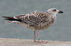 8471j52c.jpg (85052 bytes)