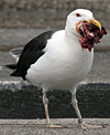 7680.jpg (49959 bytes)