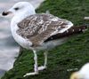 7095jp36.jpg (66909 bytes)