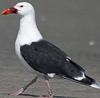 gbbg09704.jpg (81034 bytes)