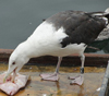 8471j52c.jpg (85052 bytes)