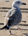 2121gbbgad.jpg (50050 bytes)
