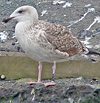 1598.jpg (74227 bytes)