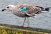 9101.jpg (76303 bytes)