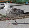 7095jp36.jpg (66909 bytes)