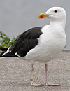 7095jp36.jpg (66909 bytes)