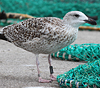 8471j52c.jpg (85052 bytes)
