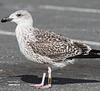 8471j52c.jpg (85052 bytes)