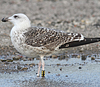 8471j52c.jpg (85052 bytes)