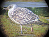 8471j52c.jpg (85052 bytes)