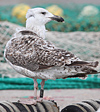 9101.jpg (76303 bytes)