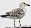 7095jp36.jpg (66909 bytes)