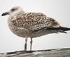 8471j52c.jpg (85052 bytes)