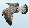 8902j43a.jpg (64885 bytes)