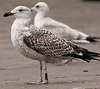 8471j52c.jpg (85052 bytes)