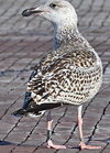 8471j52c.jpg (85052 bytes)