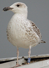 7095jp36.jpg (66909 bytes)