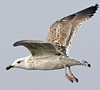 jz8mjan.jpg (127846 bytes)