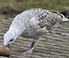 8471j52c.jpg (85052 bytes)