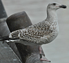 8471j52c.jpg (85052 bytes)