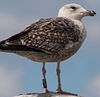 8471j52c.jpg (85052 bytes)