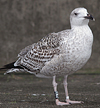 8471j52c.jpg (85052 bytes)