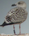 8471j52c.jpg (85052 bytes)