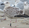 8471j52c.jpg (85052 bytes)