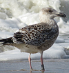 8471j52c.jpg (85052 bytes)