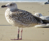 8471j52c.jpg (85052 bytes)