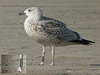 8471j52c.jpg (85052 bytes)