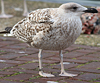 8471j52c.jpg (85052 bytes)