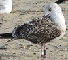 8471j52c.jpg (85052 bytes)
