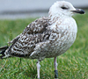 8471j52c.jpg (85052 bytes)