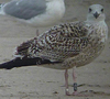 8471j52c.jpg (85052 bytes)