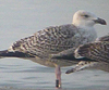 8471j52c.jpg (85052 bytes)