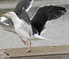 7095jp36.jpg (66909 bytes)